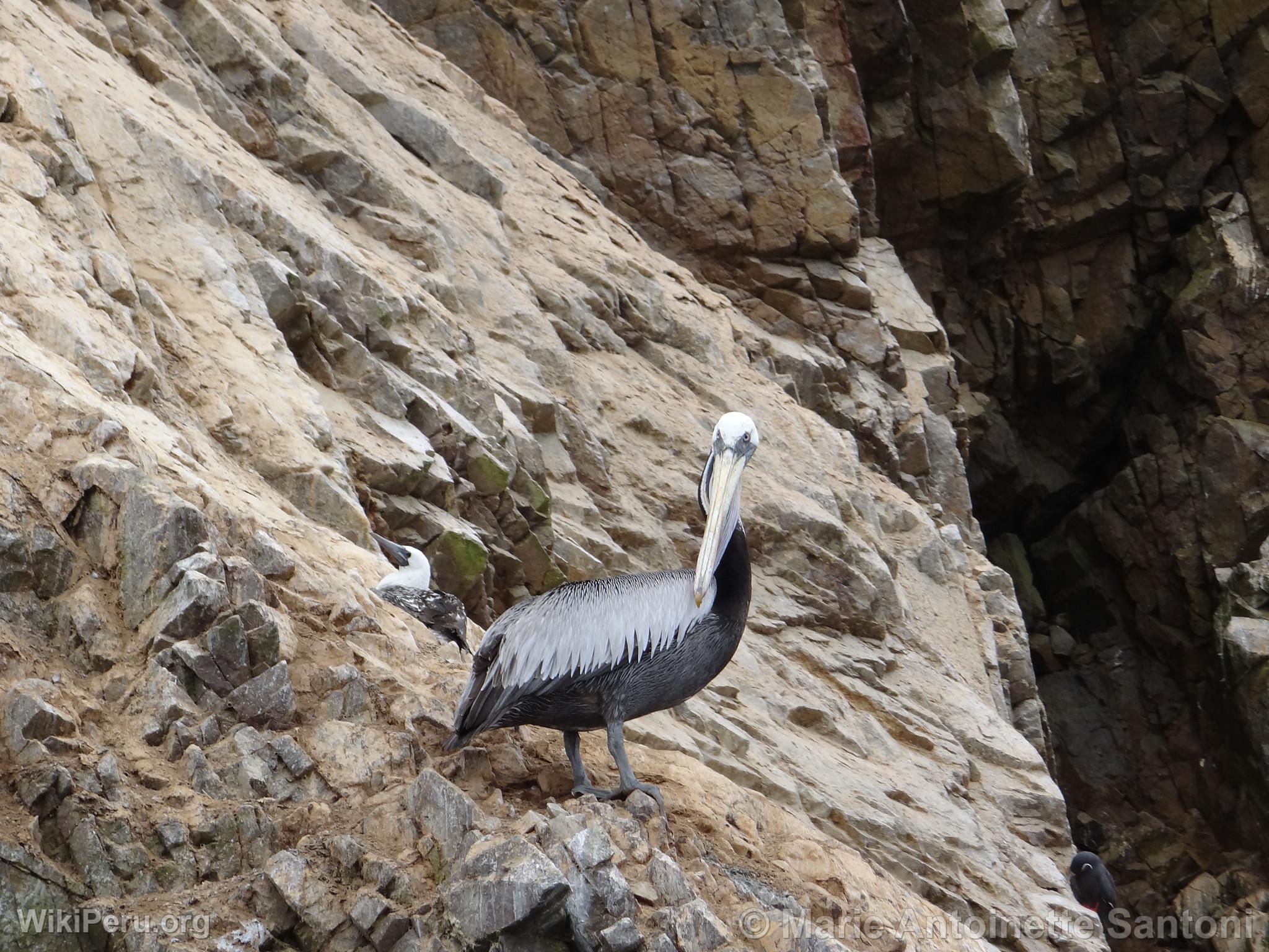 Islas Ballestas, Paracas