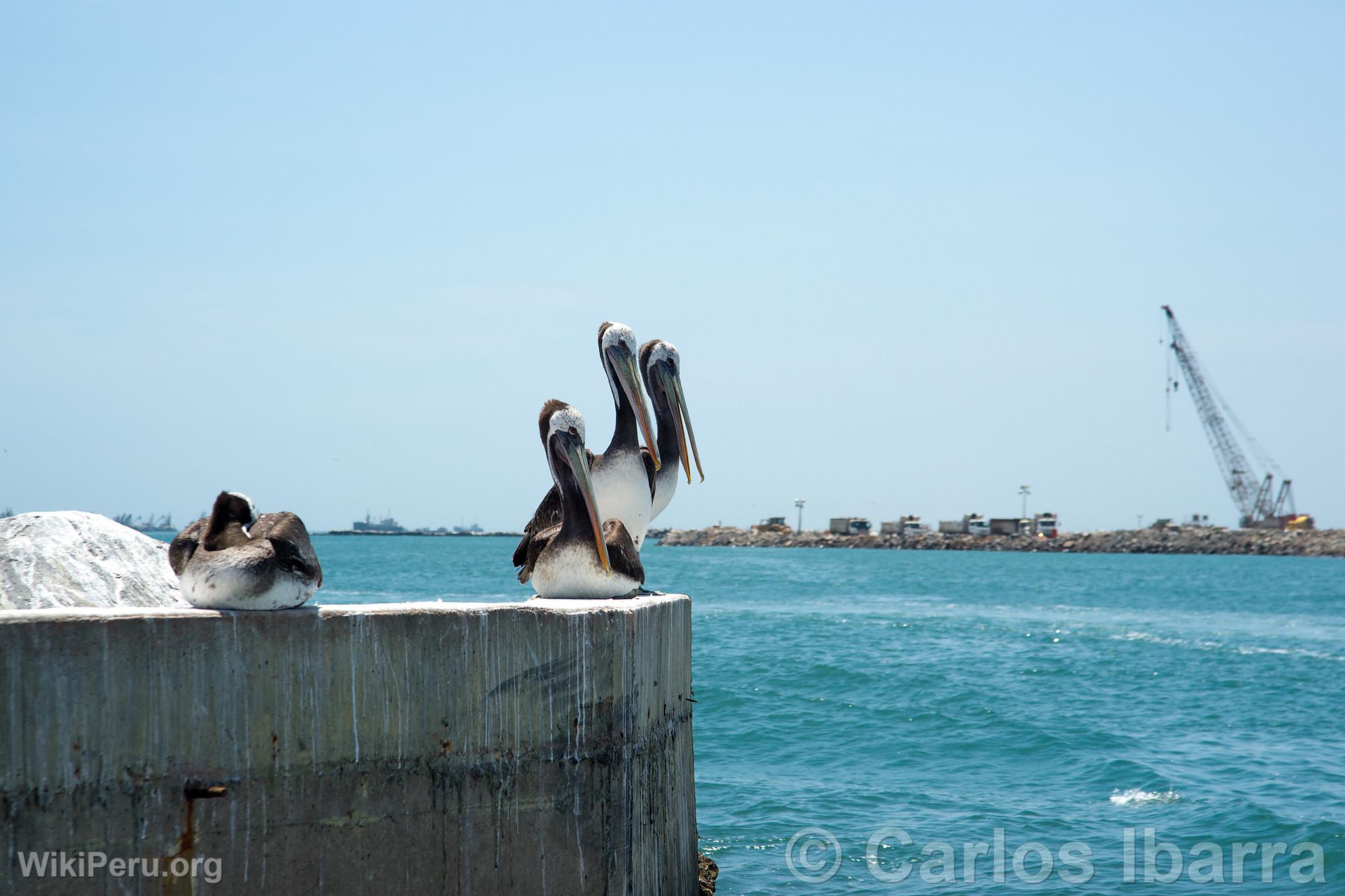 Pelcanos en el Callao