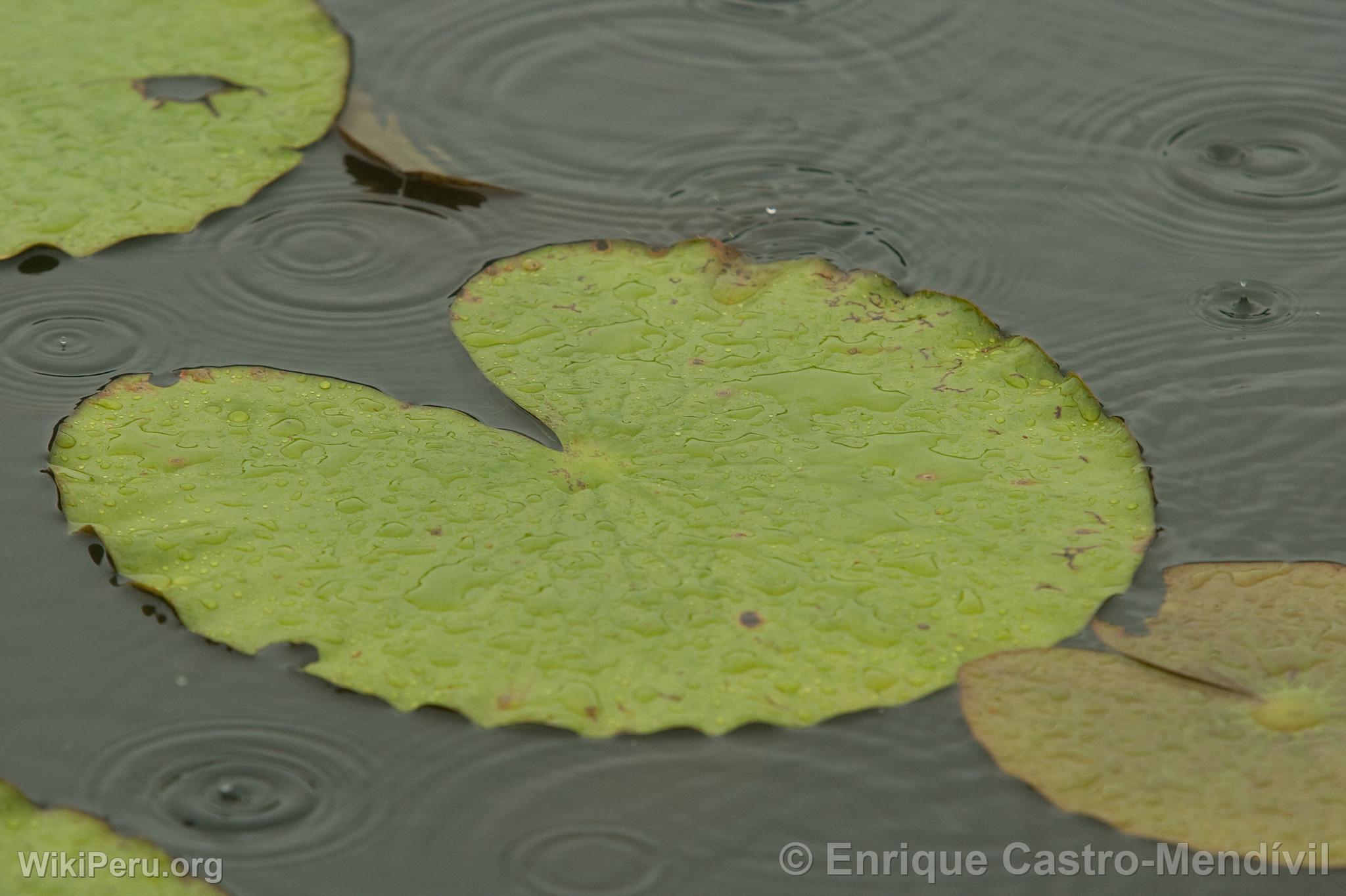 Planta acutica en el Lago Blanco