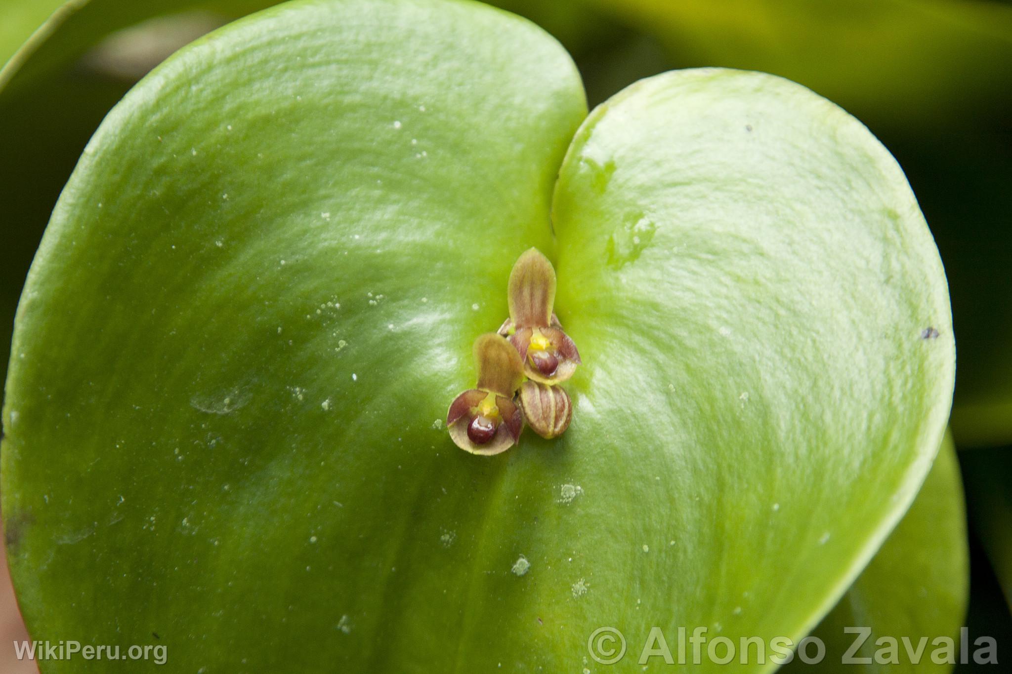 Orqudea en Machu Picchu