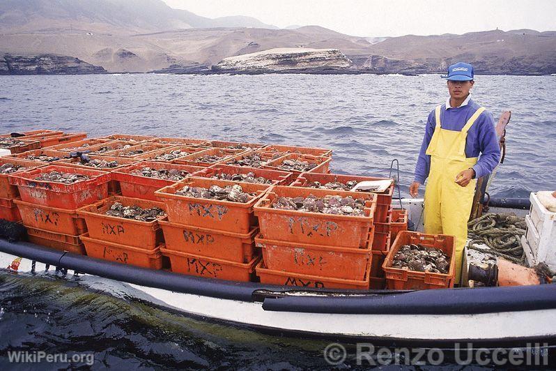 Pesca, Callao