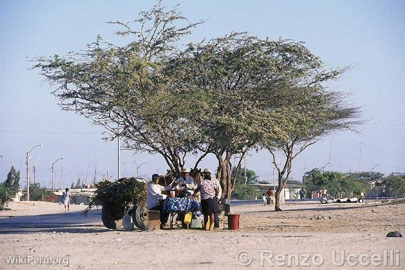 Algarrobo, rbol caracterstco de la regin de Piura