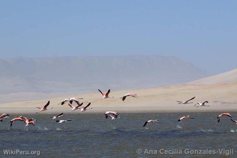 Parihuanas, Paracas