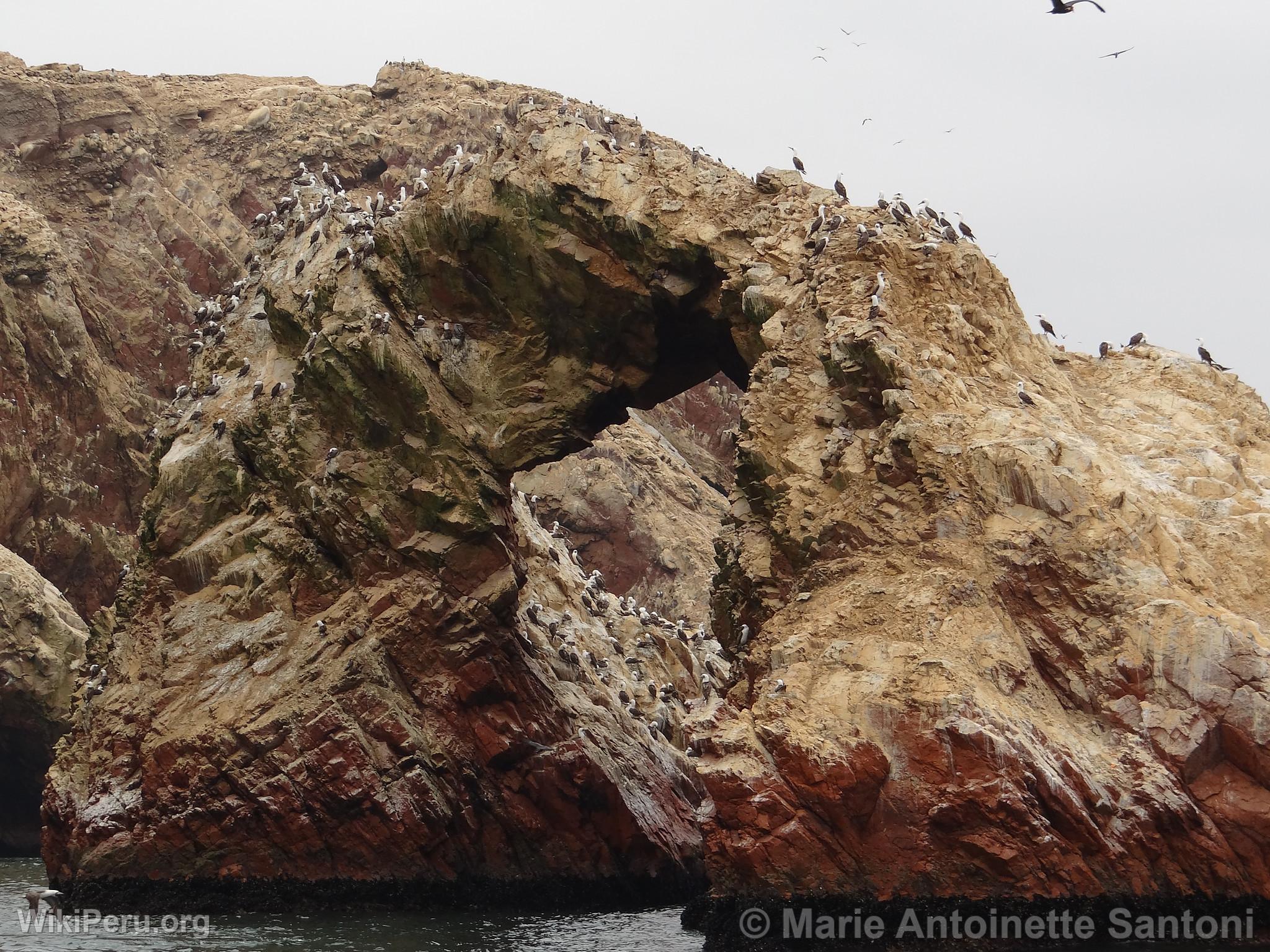 Islas Ballestas, Paracas