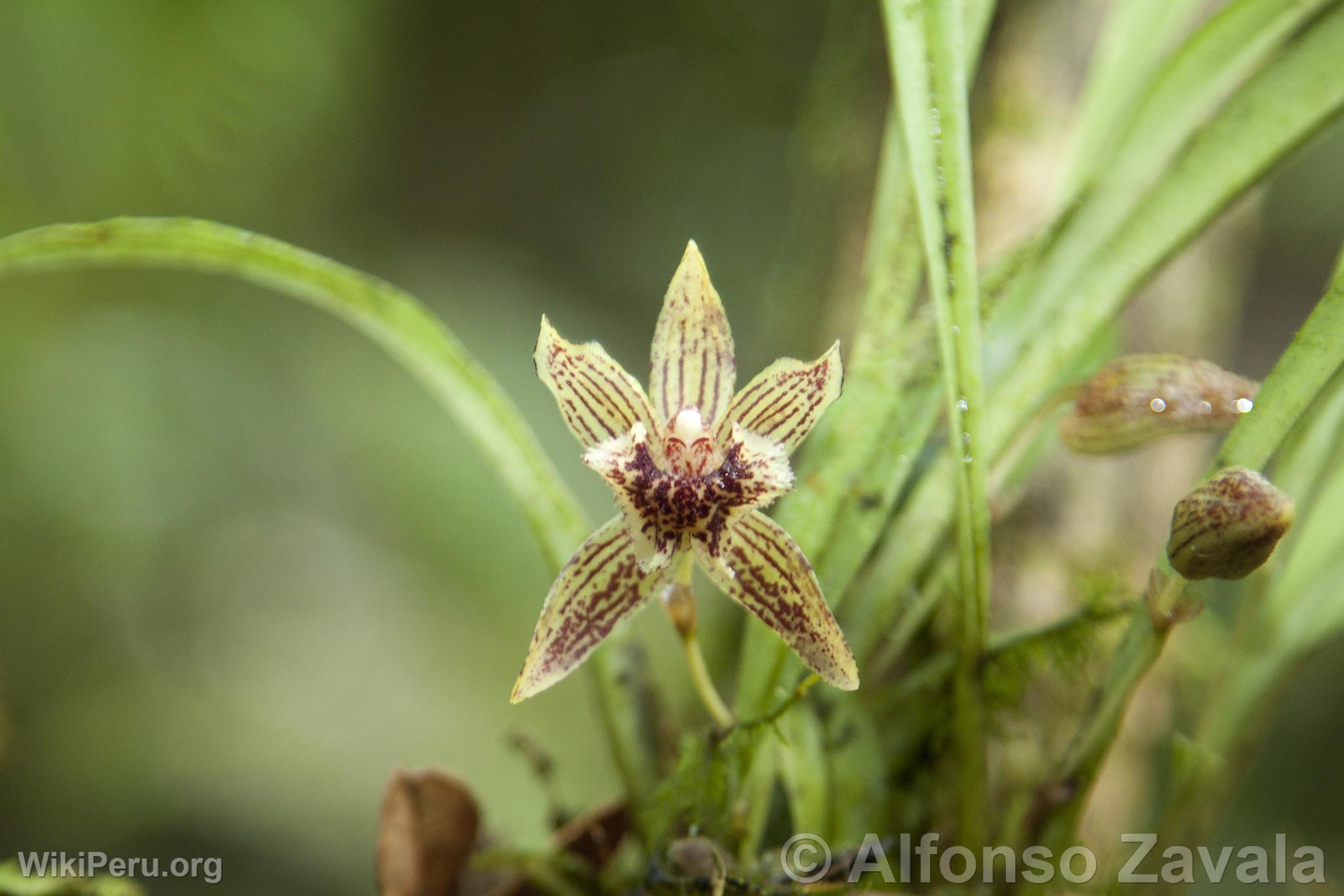 Orqudea en Machu Picchu