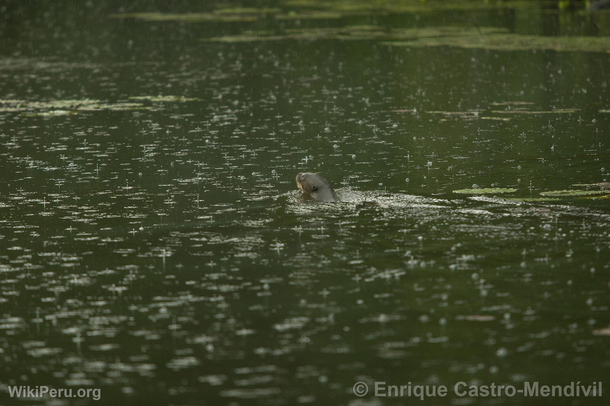 Nutria