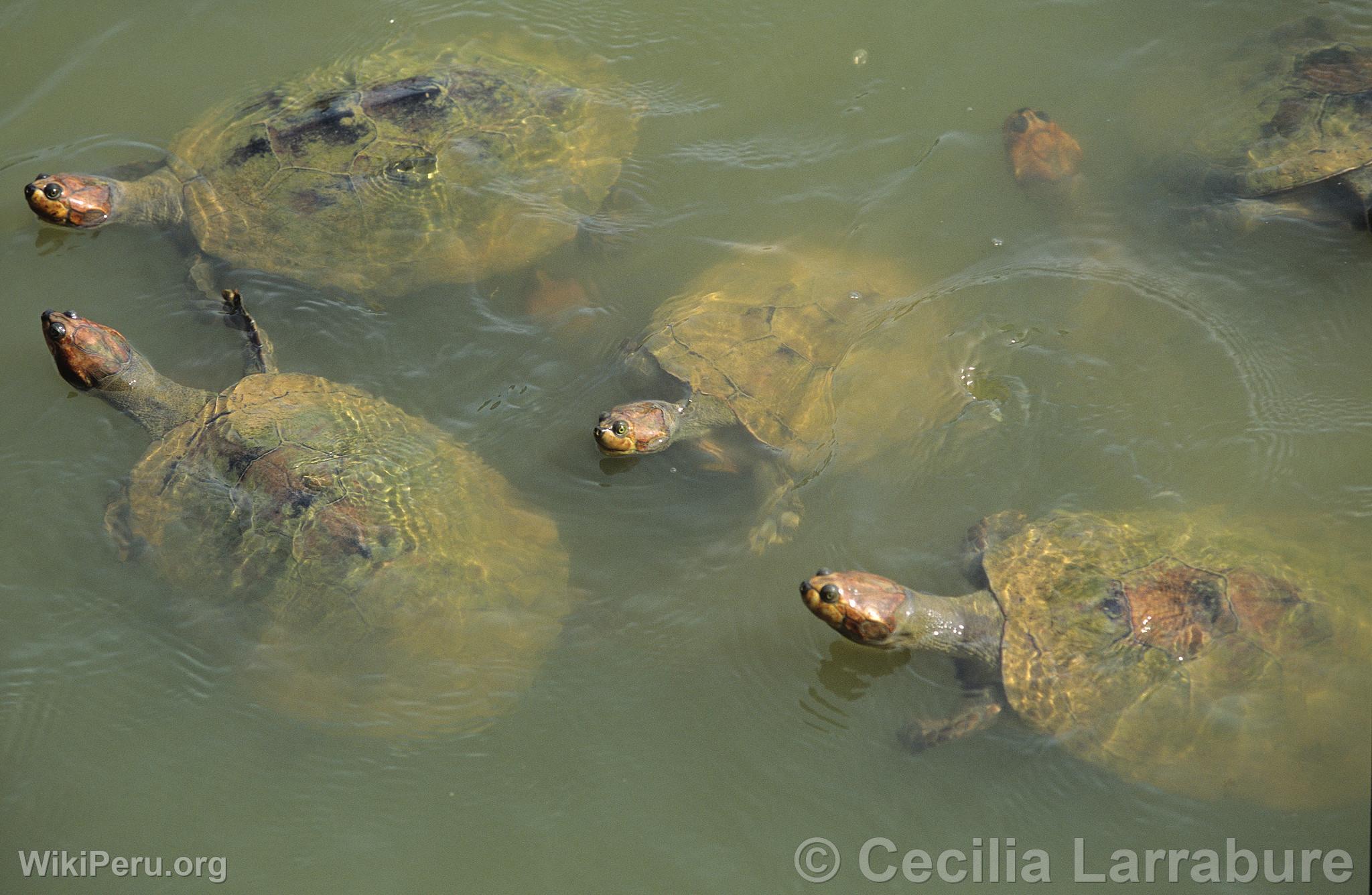 Tortugas de rio