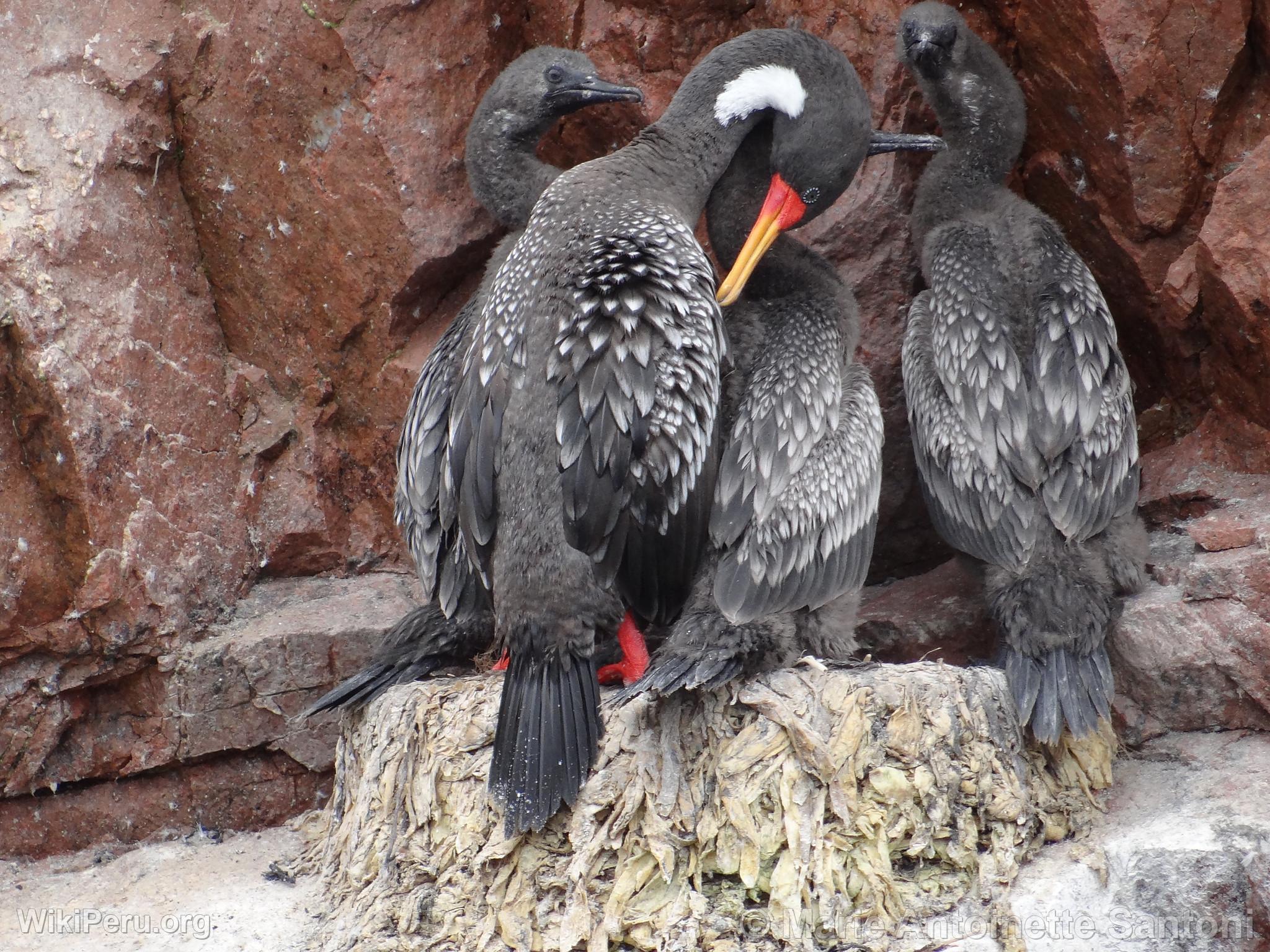 Islas Ballestas, Paracas