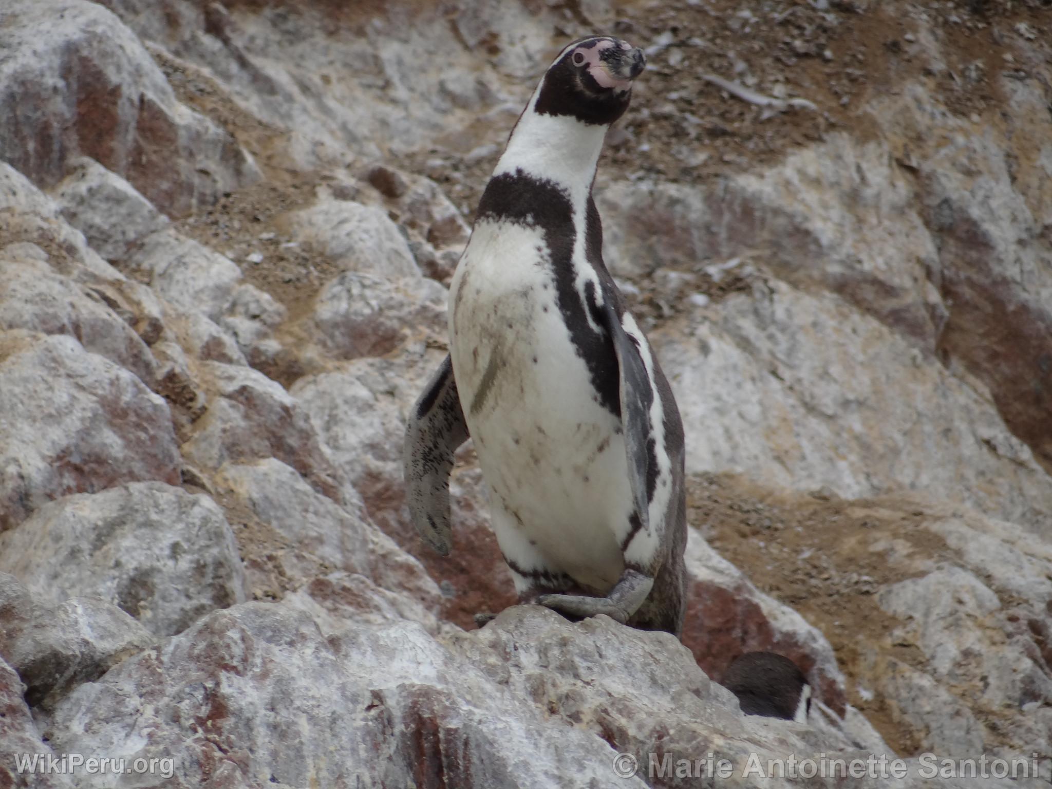 Islas Ballestas, Paracas