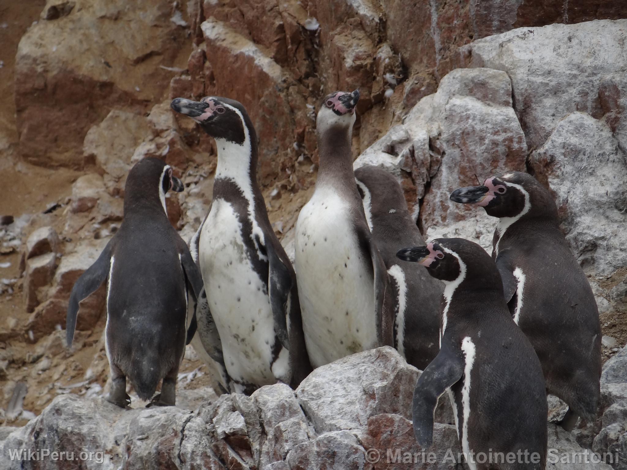 Islas Ballestas, Paracas