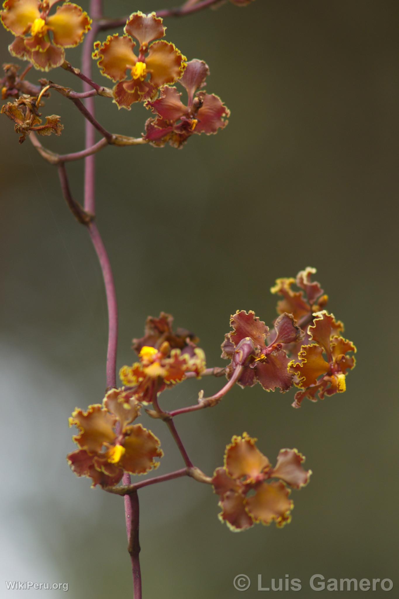 Flores silvestres