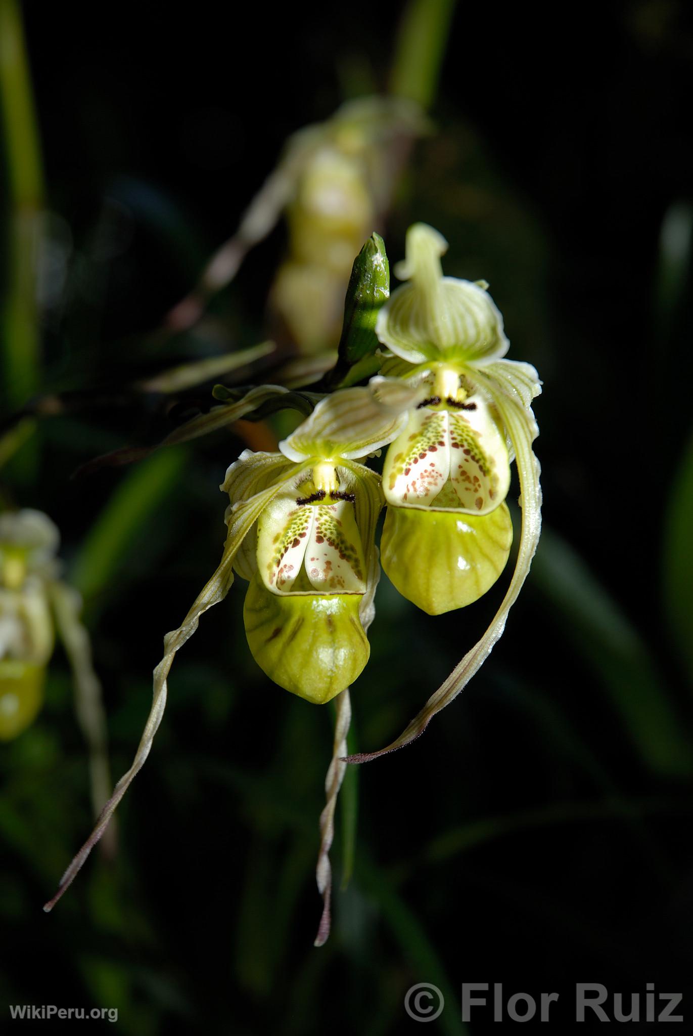 Orqudea