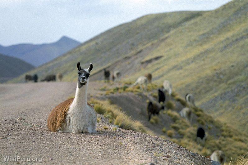 Llama