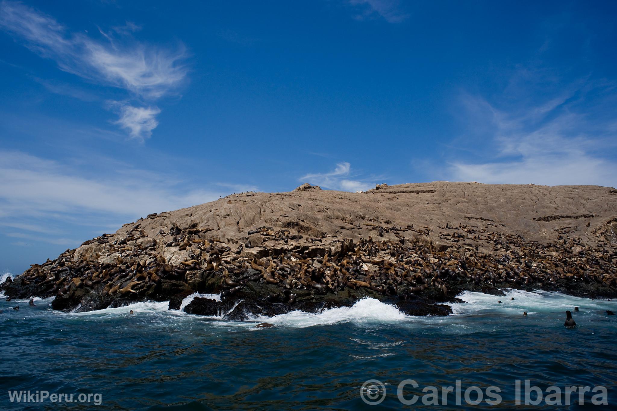 Lobos marinos en las Islas Palomino, Callao