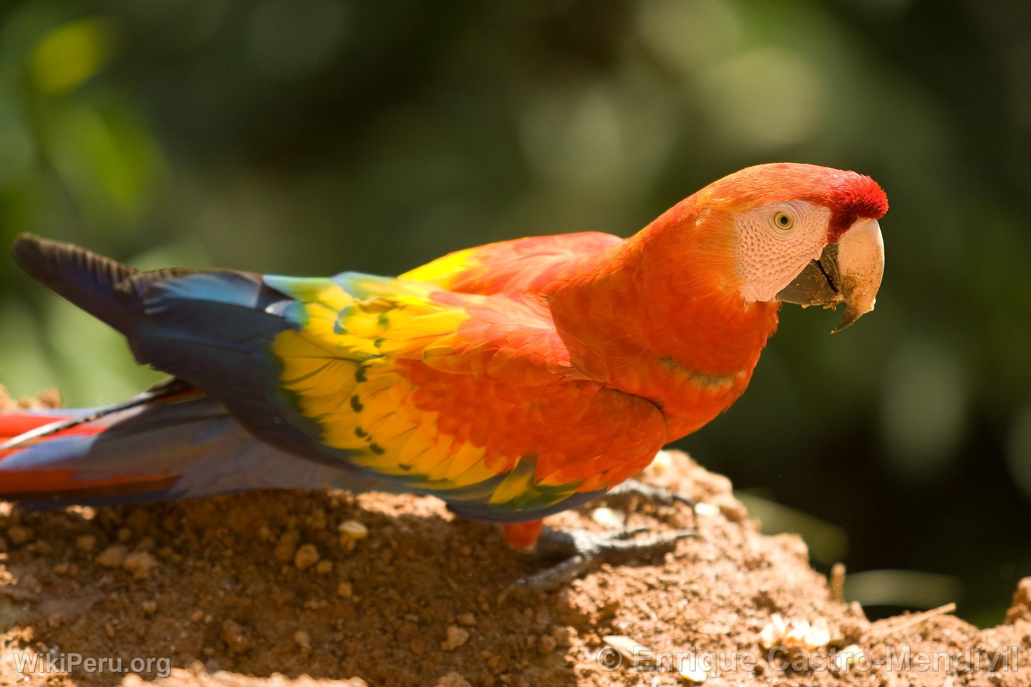 Guacamayo