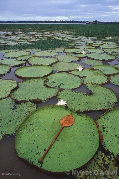 Ejemplares de Victoria Regia