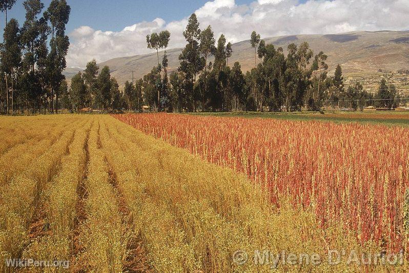 Cultivos en Huancayo