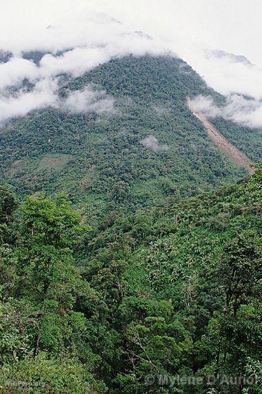 Parque Nacional Yanachaga-Chemilln