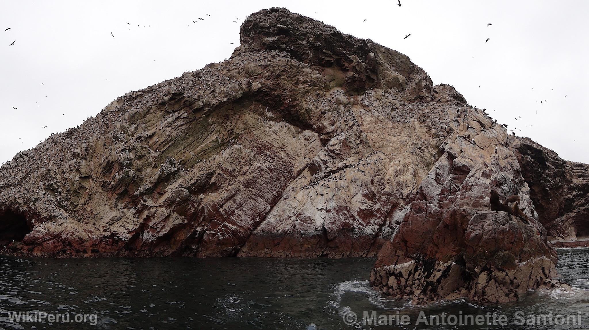 Islas Ballestas, Paracas