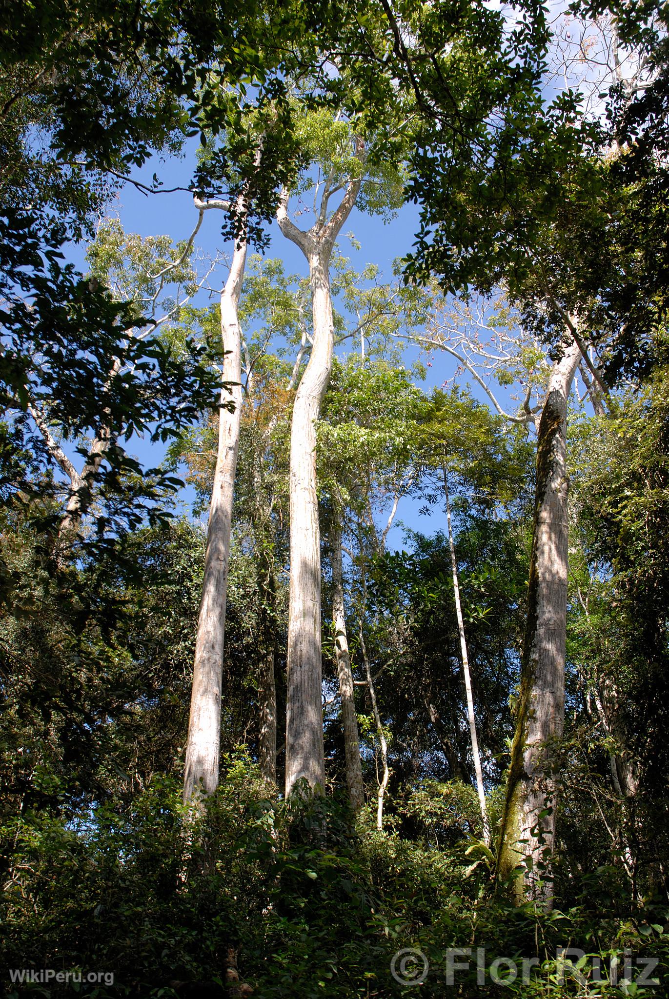 Reserva de Tingana