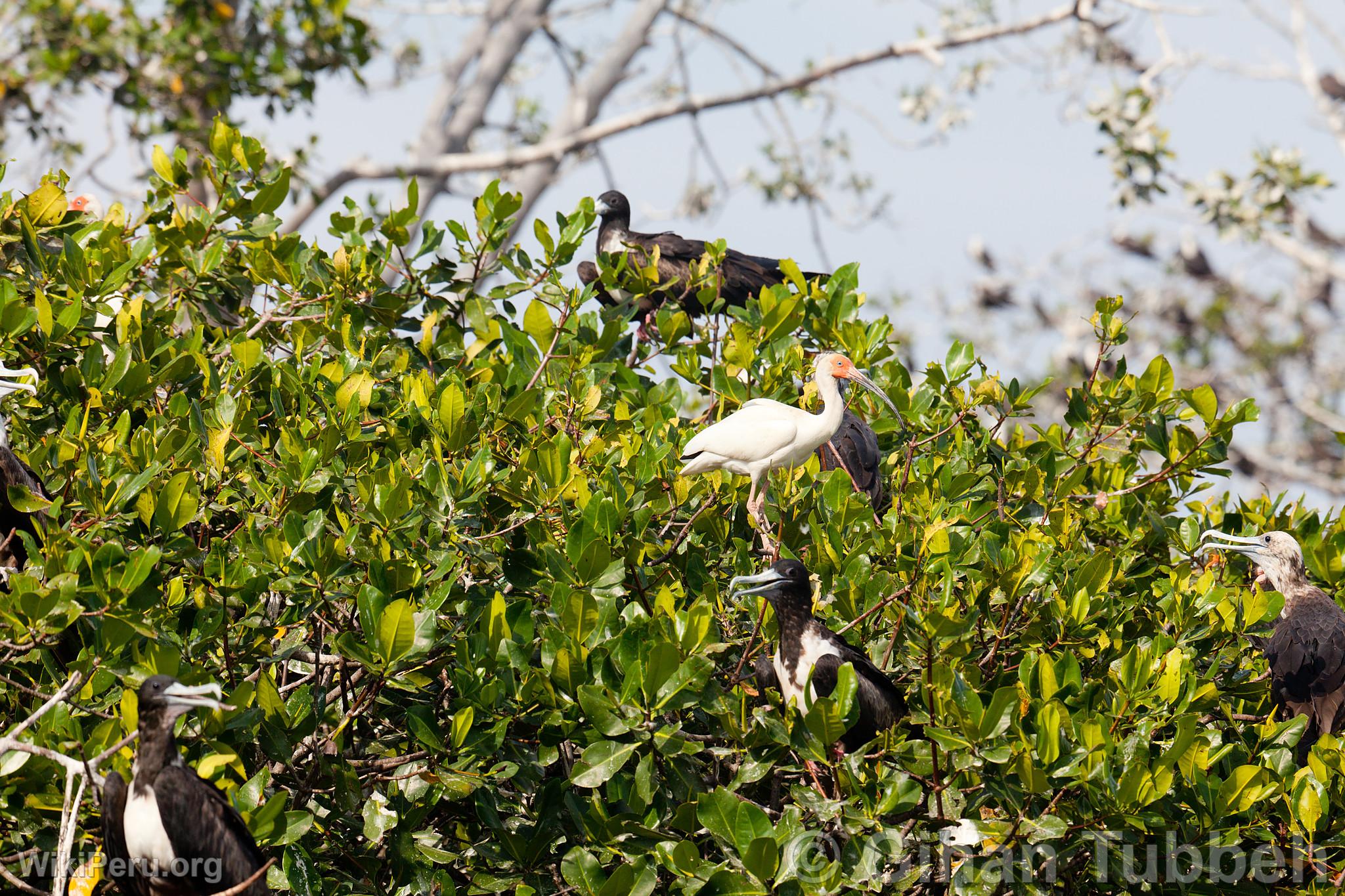 Aves en los manglares de Tumbes