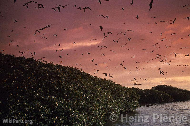 Manglares al atardecer, cielo rojizo y pjaros volando