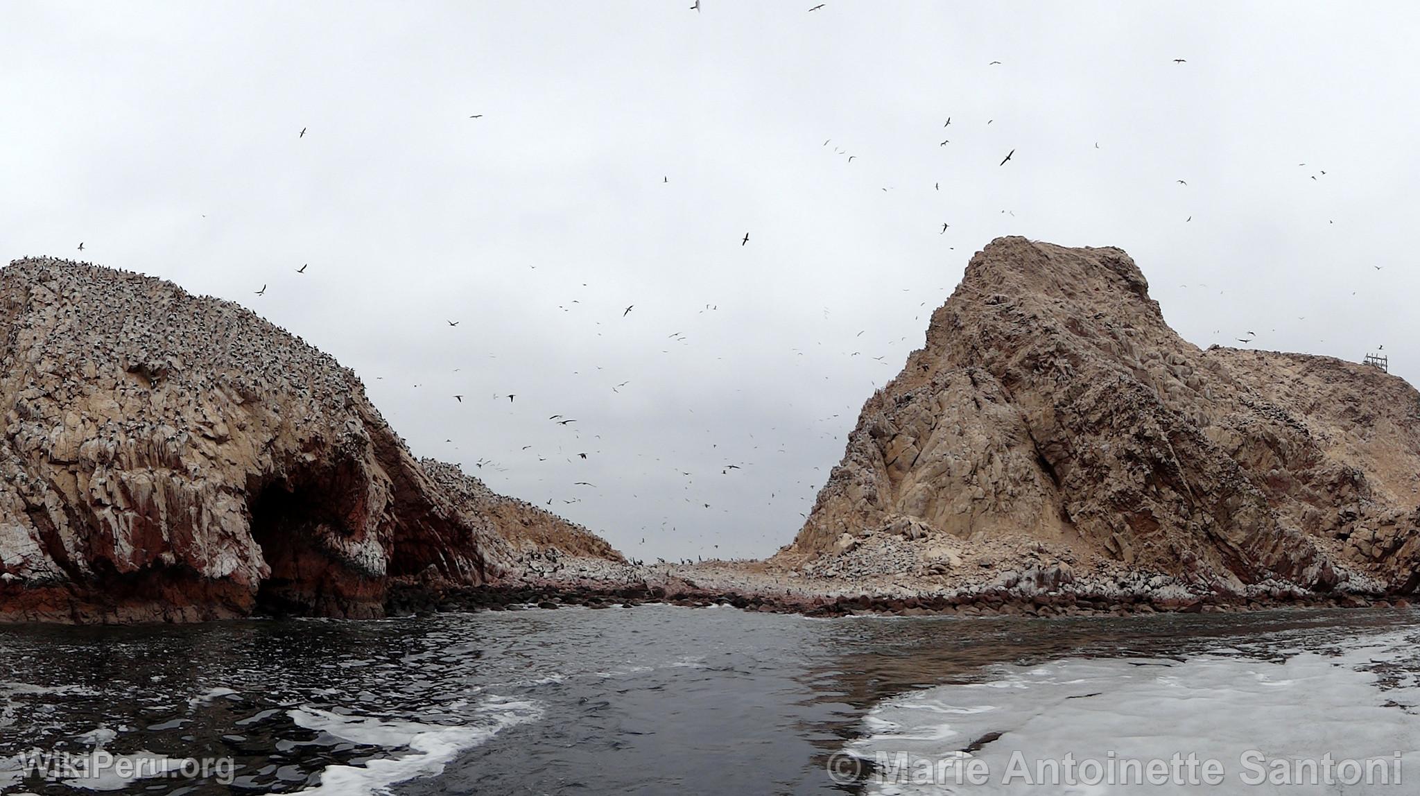 Islas Ballestas, Paracas