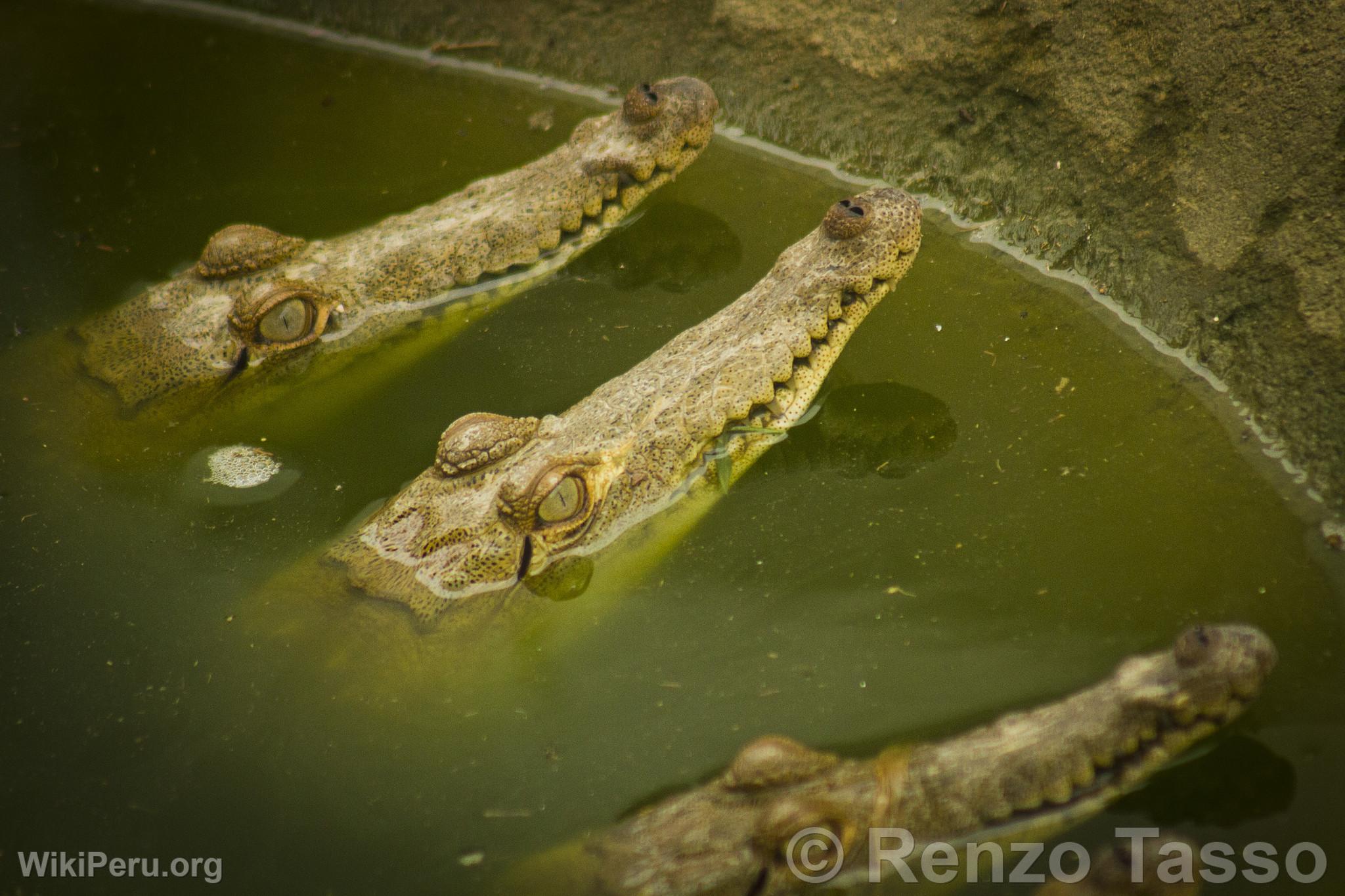 Cocodrilos de Tumbes