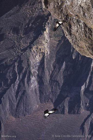 Cndores en el valle del Colca