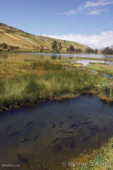 Truchas en la laguna de awimpuquio