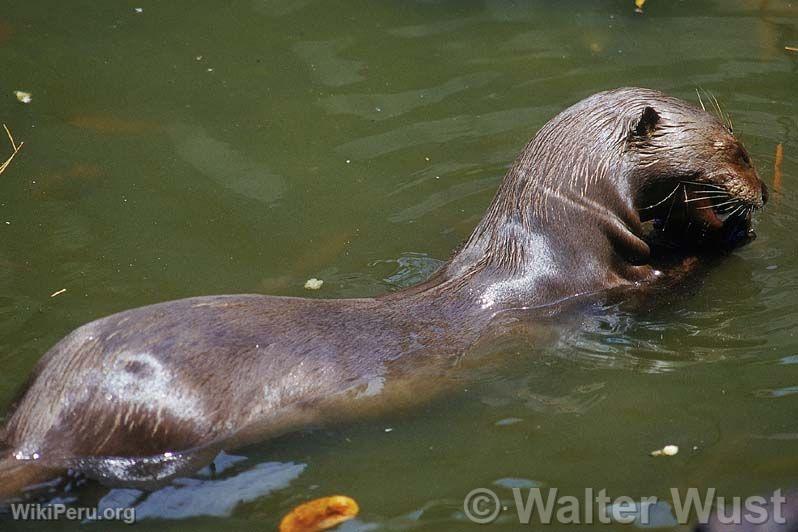 Nutria