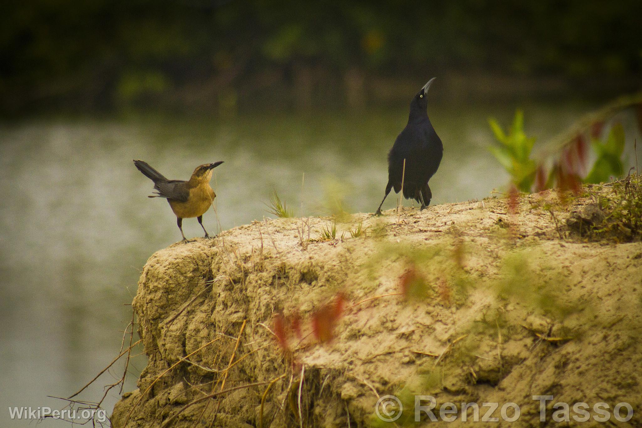 Manglares de Puerto Pizarro