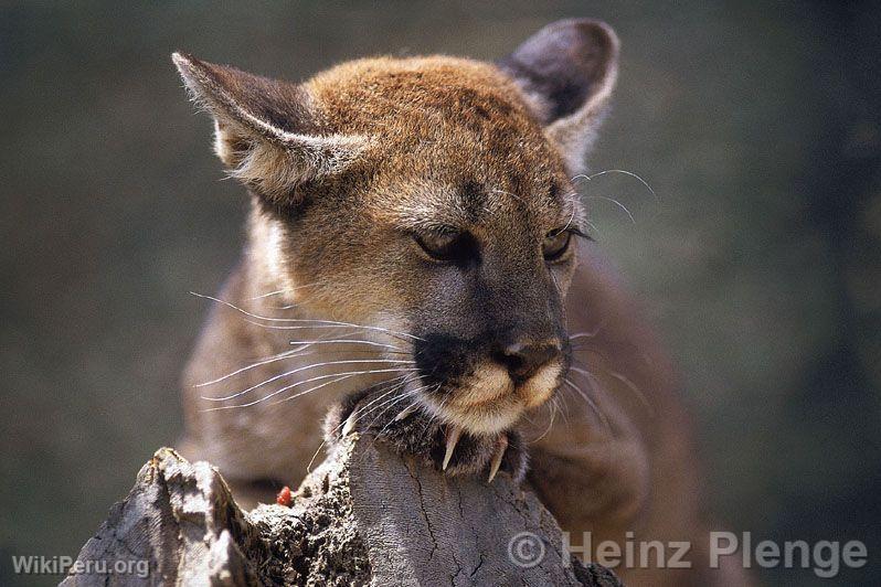 Puma en el Parque Nacional de Amotape