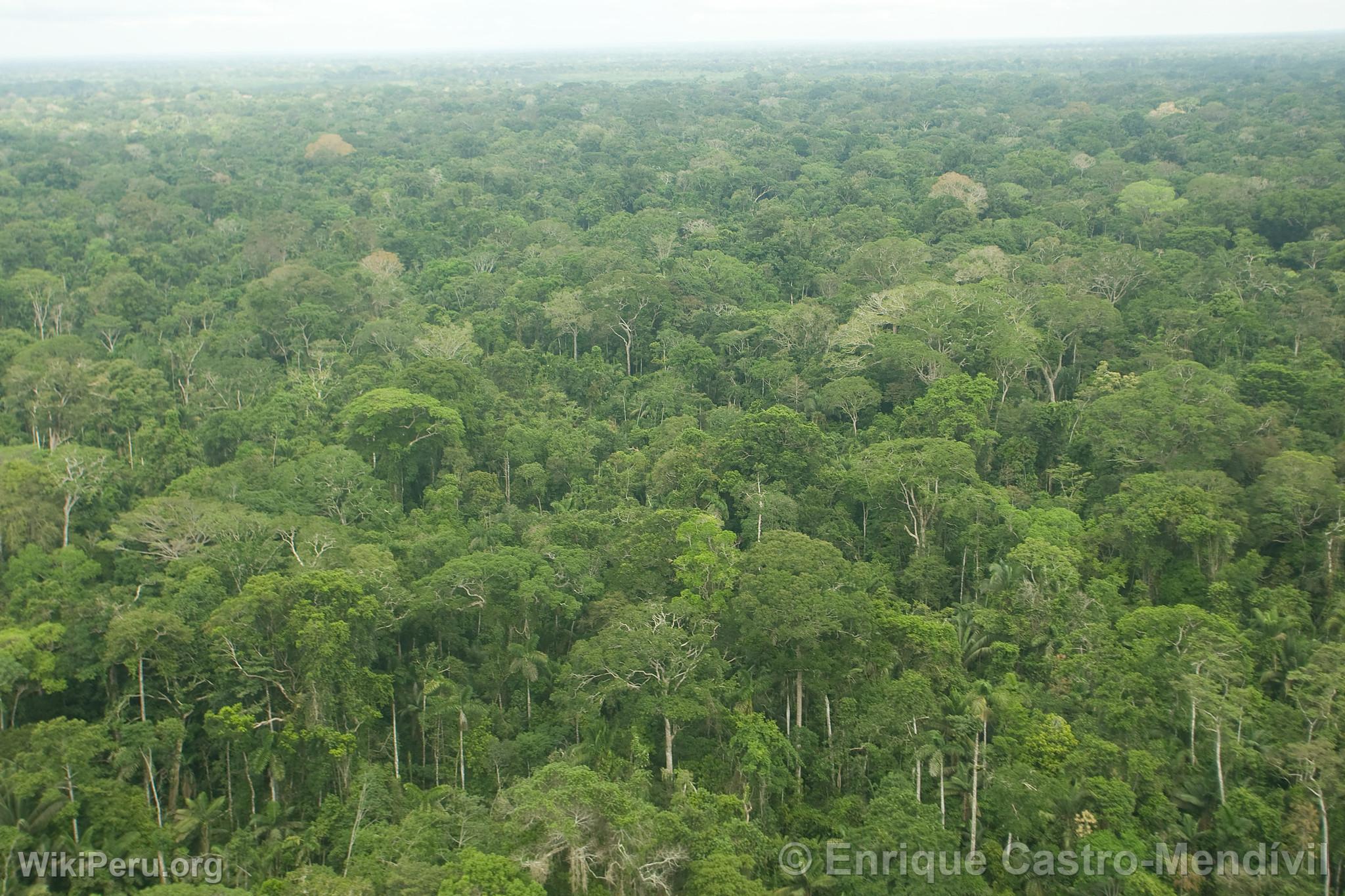 rboles en el Parque Nacional del Manu