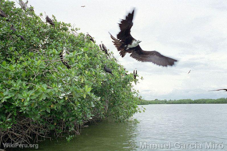 Manglares y un ave que apenas alza el vuelo