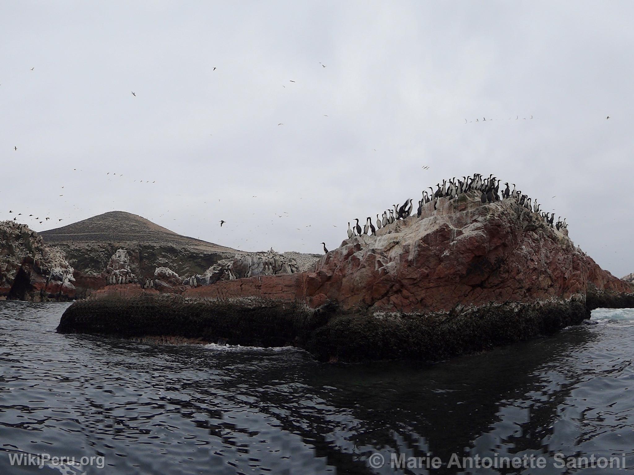 Islas Ballestas, Paracas