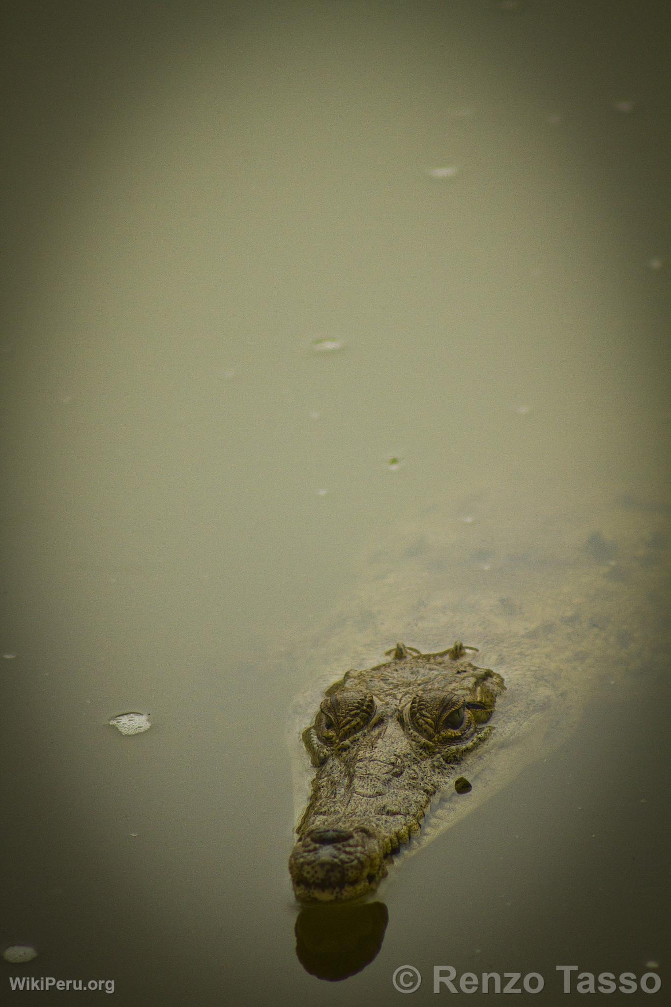 Cocodrilo de Tumbes