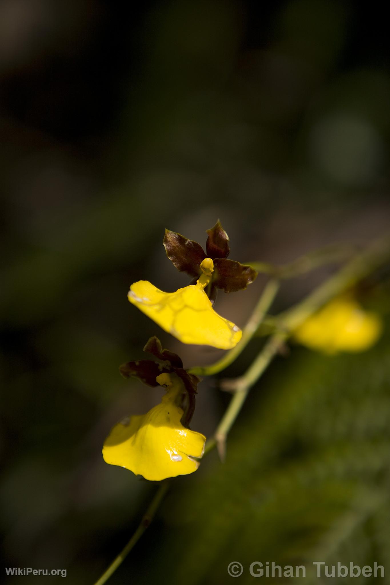 Orqudea en Choquequirao