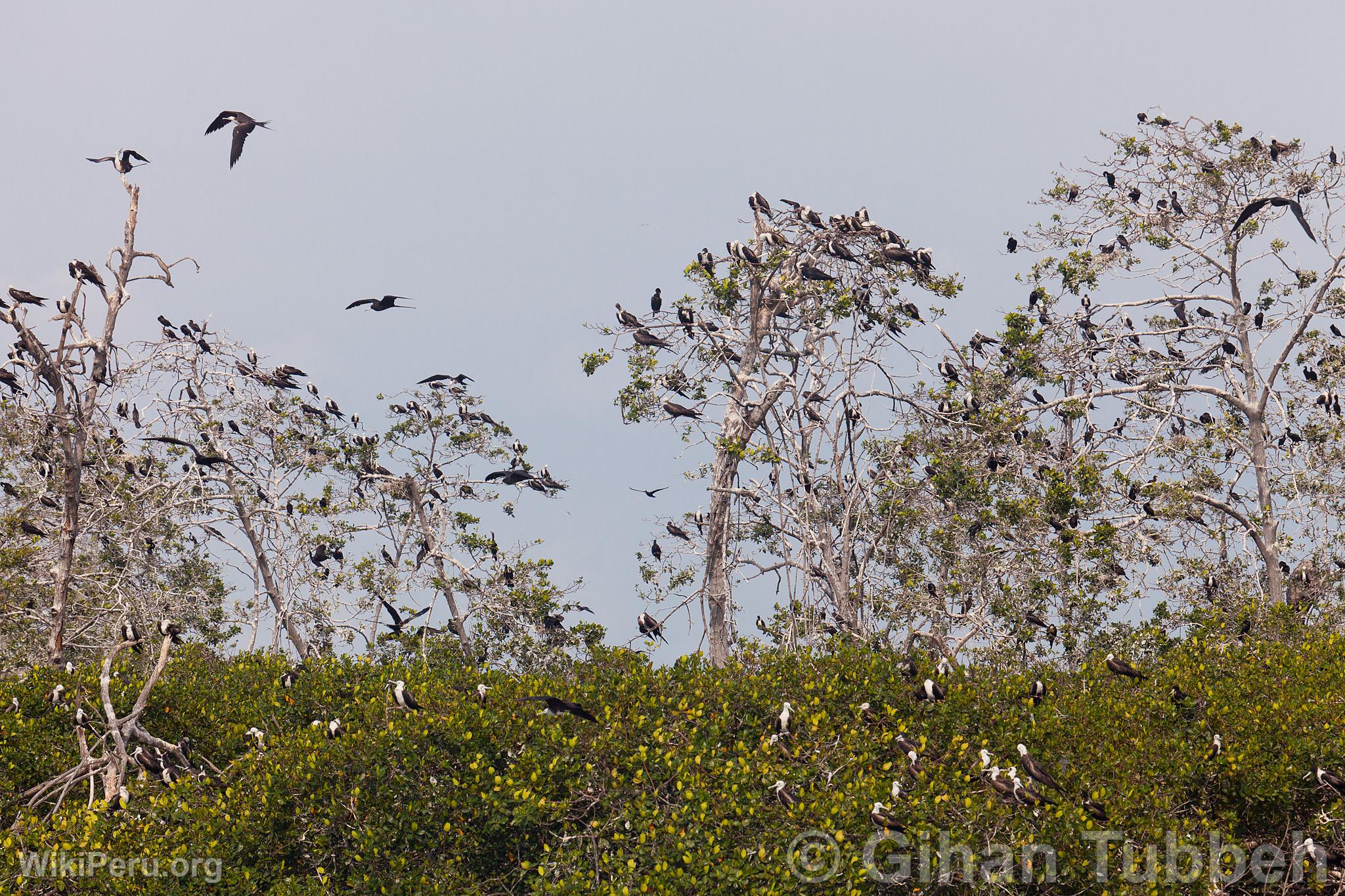 Aves en los manglares de Tumbes