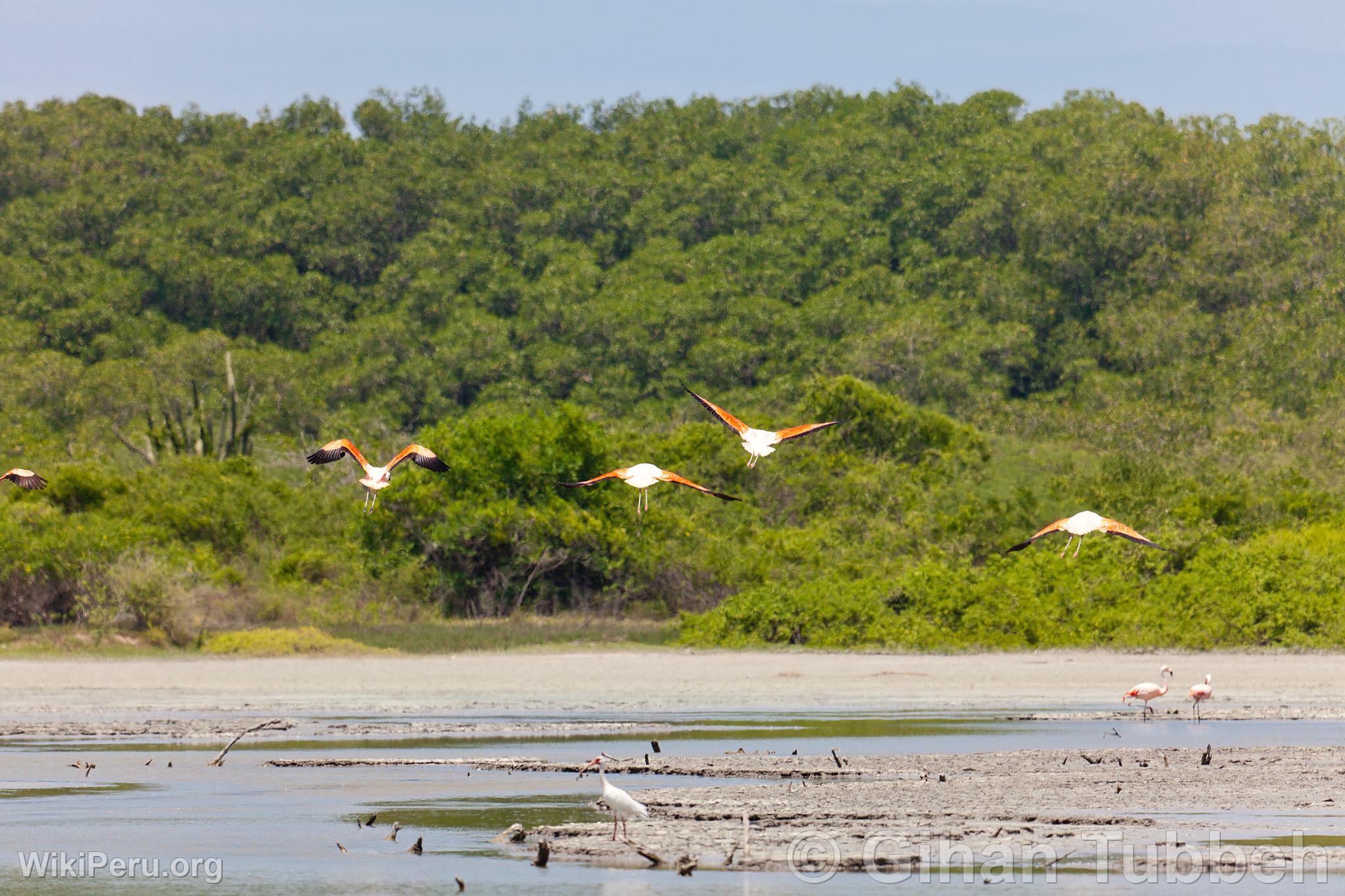 Flamencos o parihuanas en los Manglares de Tumbes