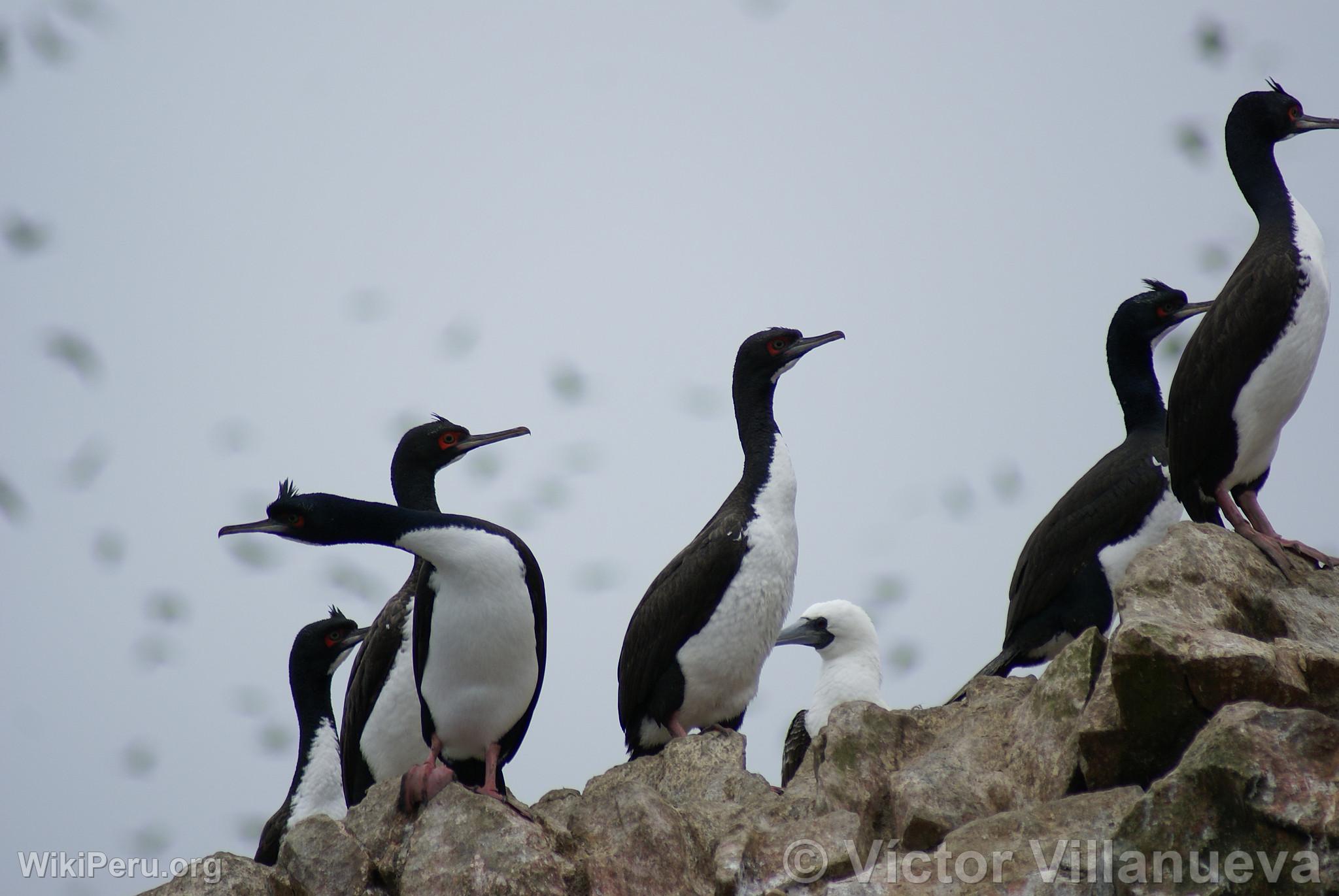 Guanayes en la Reserva Nacional de Paracas