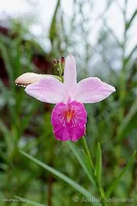 Flor en Tingo Mara