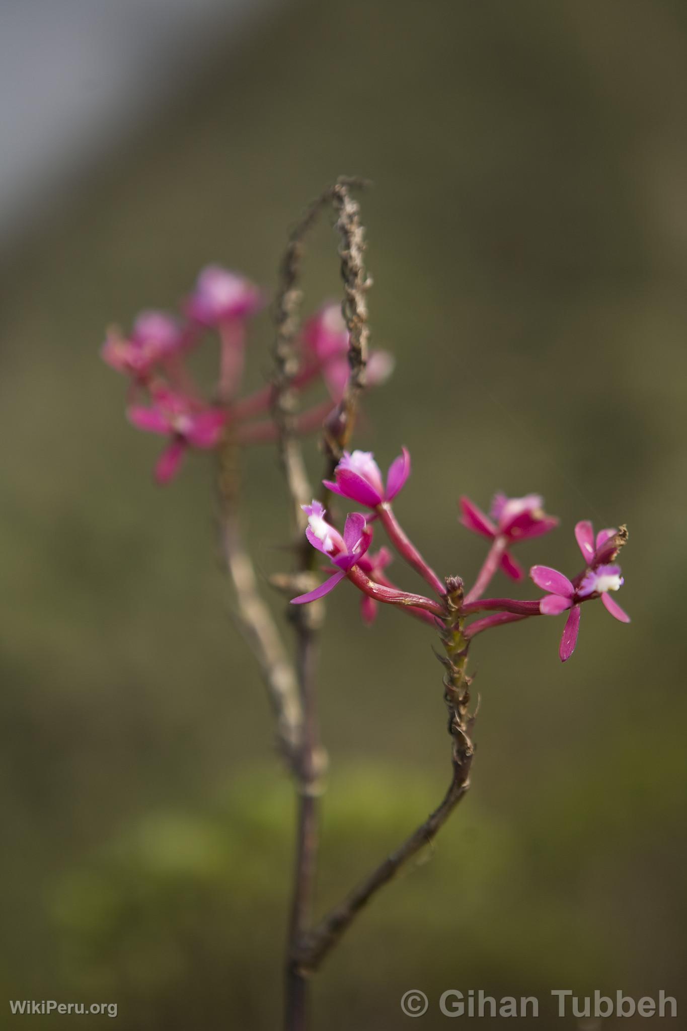 Orqudea en Choquequirao