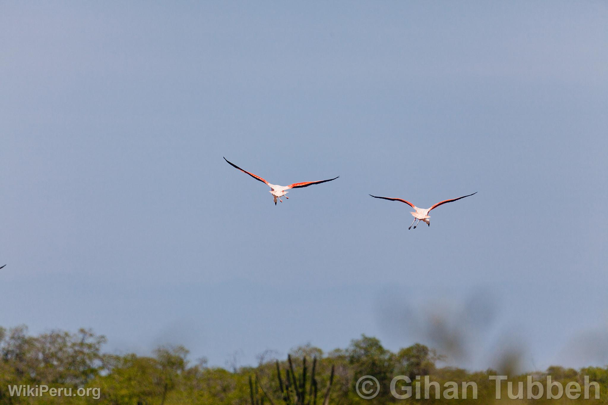 Flamencos o parihuanas en los Manglares de Tumbes