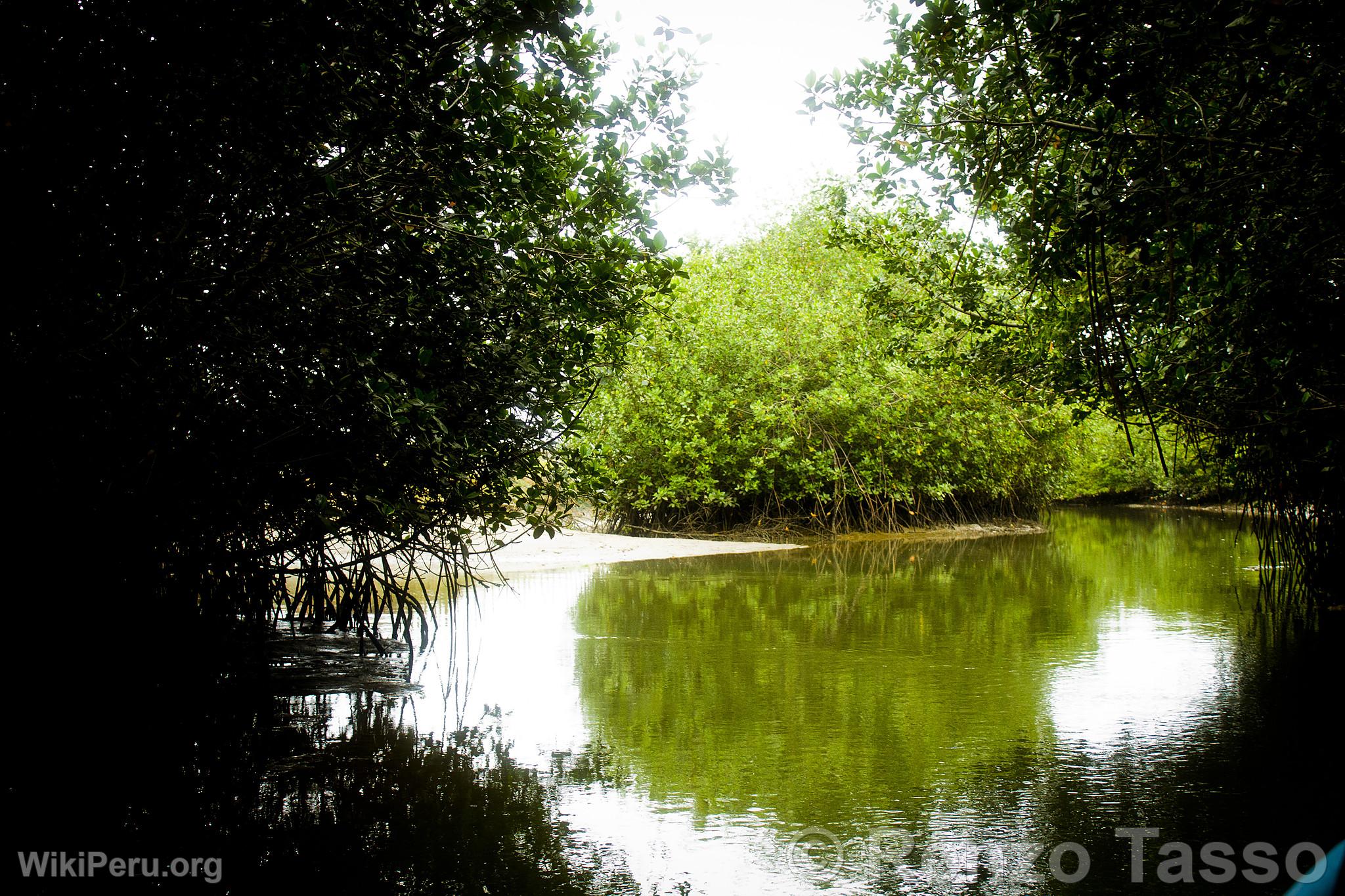 Manglares de Puerto Pizarro