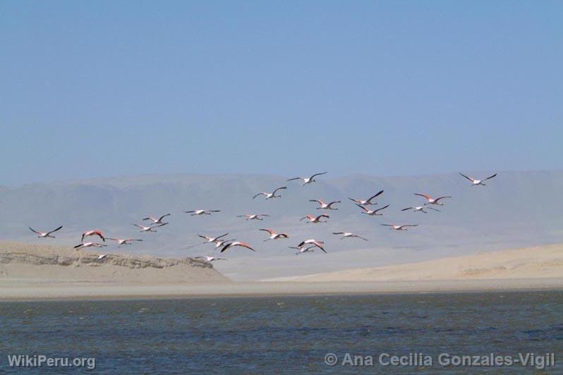 Flamencos, Paracas