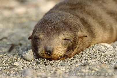 Lobo marino, Paracas