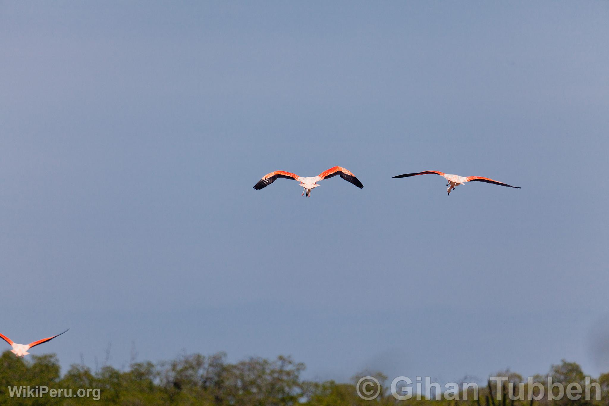 Flamencos o parihuanas en los Manglares de Tumbes