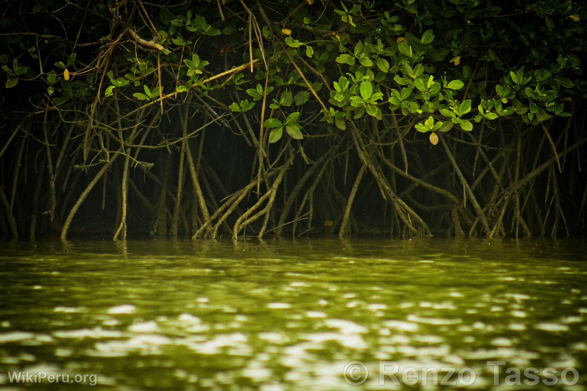 Manglares de Puerto Pizarro