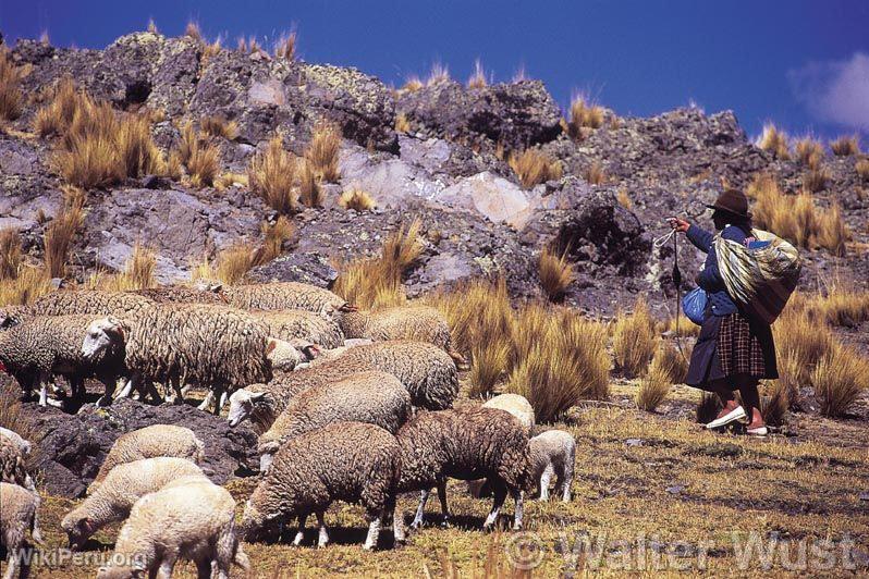 Pastora, Vinchos, Huamanga